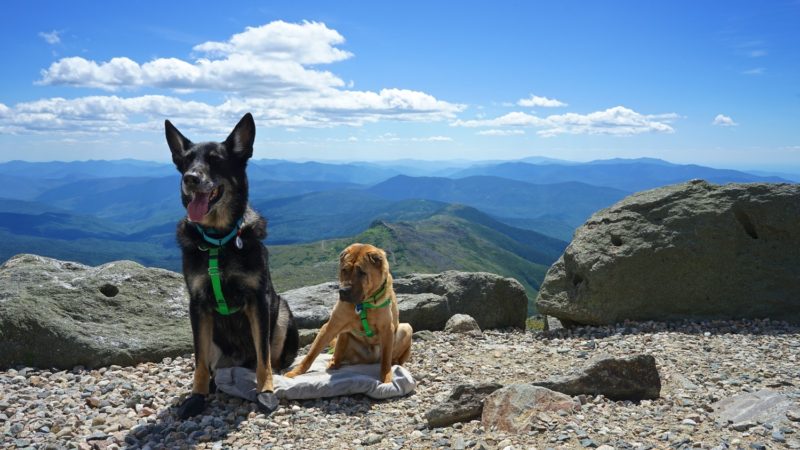 New Hampshire's Top Pet Friendly Attraction: Mount Washington | GoPetFriendly.com