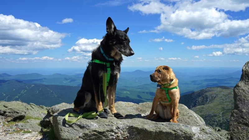 New Hampshire's Top Pet Friendly Attraction: Mount Washington | GoPetFriendly.com