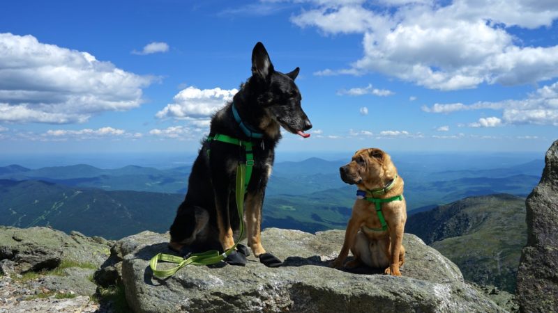 New Hampshire's Top Pet Friendly Attraction: Mount Washington | GoPetFriendly.com