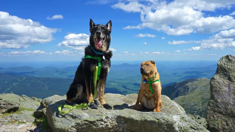 New Hampshire's Top Pet Friendly Attraction: Mount Washington | GoPetFriendly.com