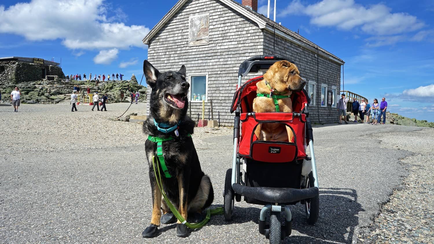 New Hampshire's Top Pet Friendly Attraction: Mount Washington | GoPetFriendly.com