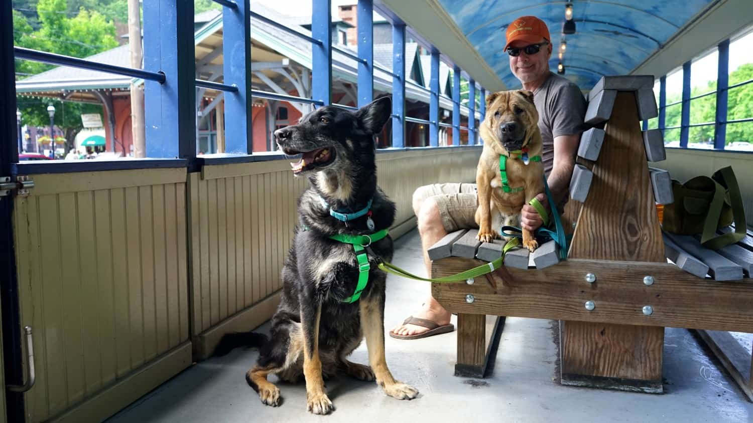 German Shepherd and Shar-Pei dogs on a pet-friendly scenic train ride in Jim Thorpe, PA - a great activity for traveling with senior pets