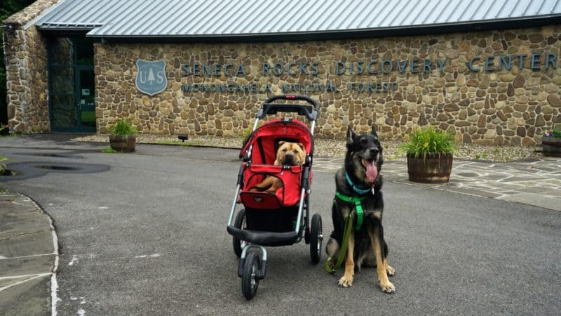 West Virginia's Top Pet Friendly Attraction: The Monongahela National Forest | GoPetFriendly.com