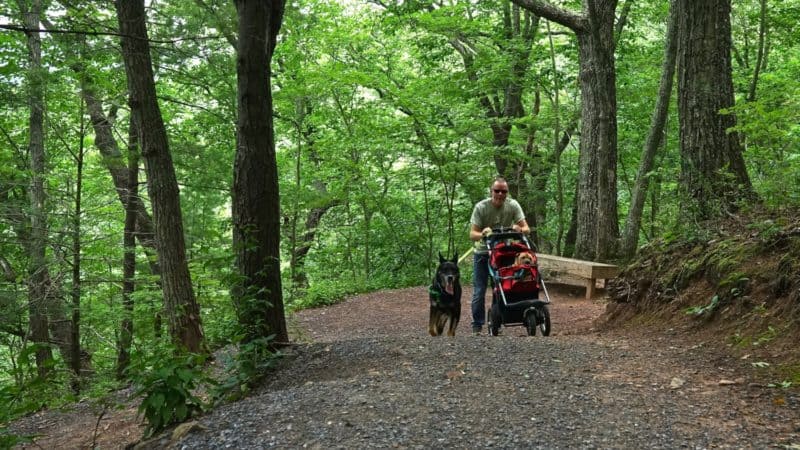 West Virginia's Top Pet Friendly Attraction: The Monongahela National Forest | GoPetFriendly.com