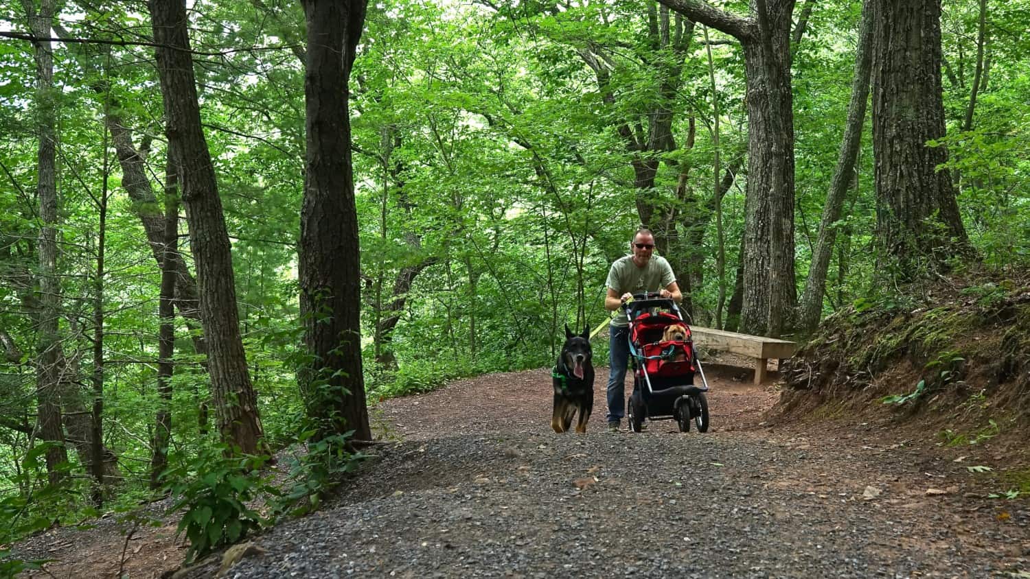 Top Pet-Friendly Attractions in West Virginia: Monongahela National Forest | GoPetFriendly.com