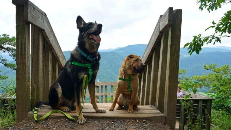 West Virginia's Top Pet Friendly Attraction: The Monongahela National Forest | GoPetFriendly.com