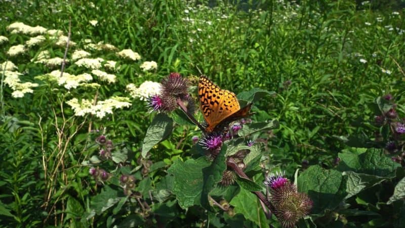 West Virginia's Top Pet Friendly Attraction: The Monongahela National Forest | GoPetFriendly.com