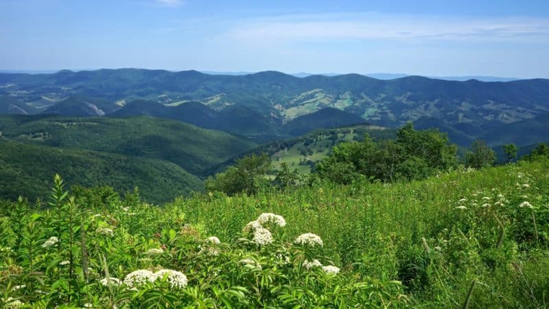 West Virginia's Top Pet Friendly Attraction: The Monongahela National Forest | GoPetFriendly.com