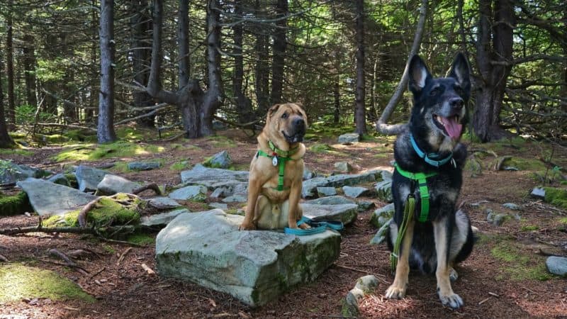 West Virginia's Top Pet Friendly Attraction: The Monongahela National Forest | GoPetFriendly.com