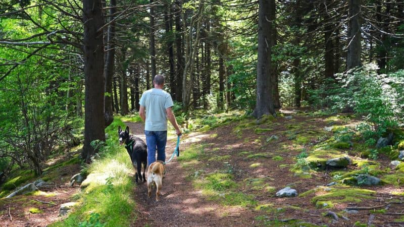 West Virginia's Top Pet Friendly Attraction: The Monongahela National Forest | GoPetFriendly.com