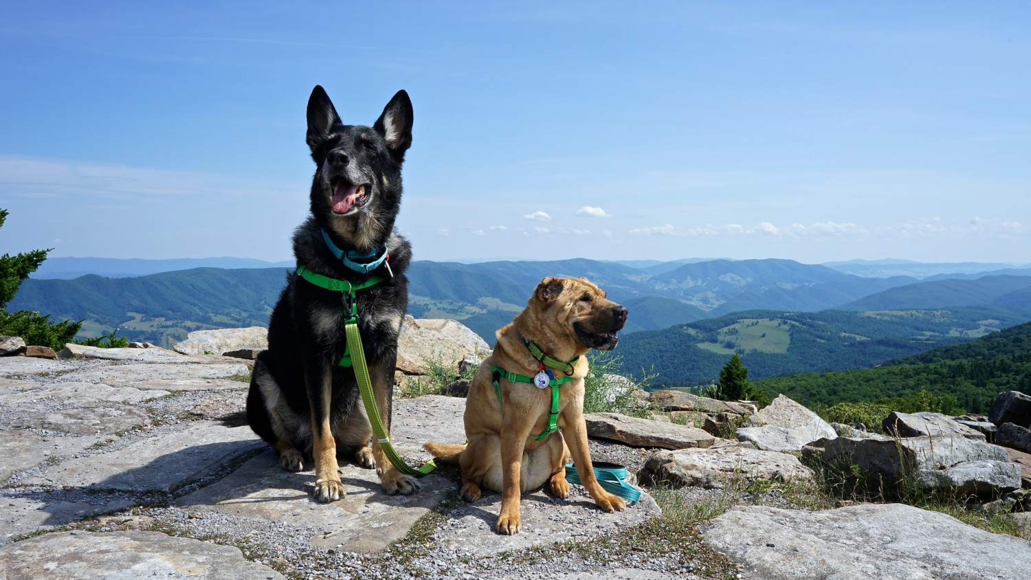 West Virginia’s Top Pet Friendly Attraction: The Monongahela National Forest