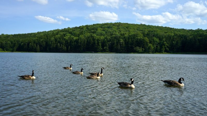 West Virginia's Top Pet Friendly Attraction: The Monongahela National Forest | GoPetFriendly.com