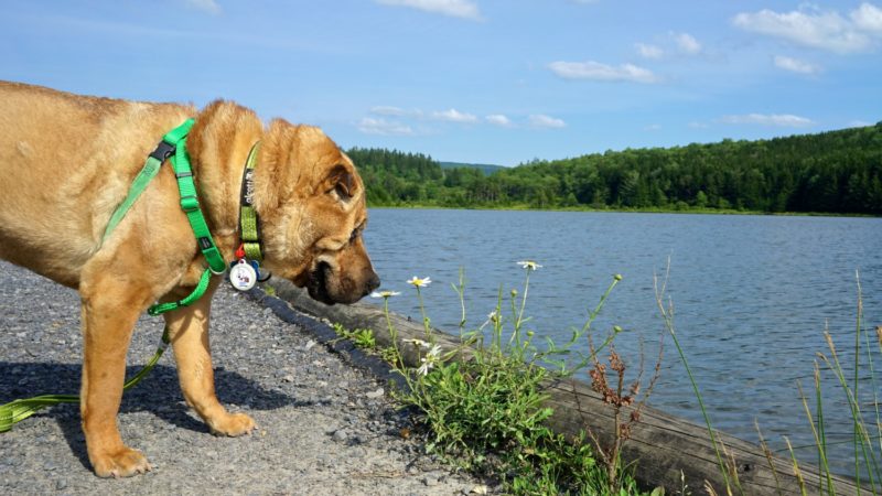 West Virginia's Top Pet Friendly Attraction: The Monongahela National Forest | GoPetFriendly.com