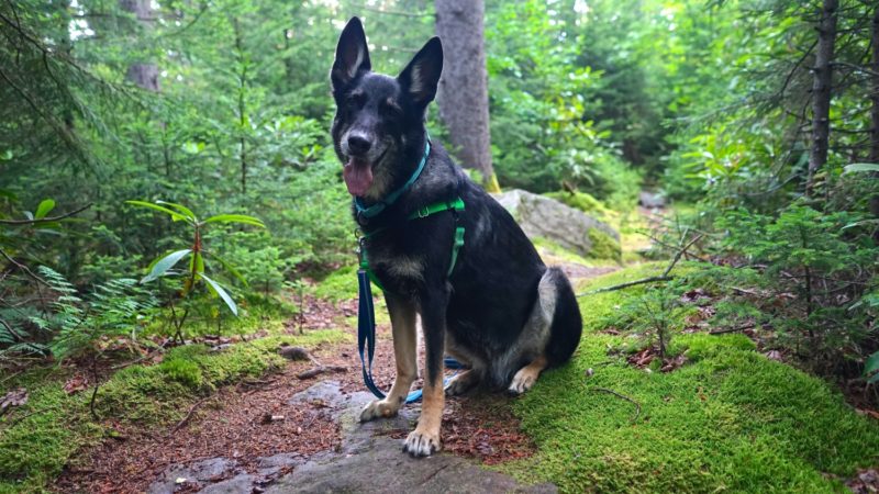 West Virginia's Top Pet Friendly Attraction: The Monongahela National Forest | GoPetFriendly.com