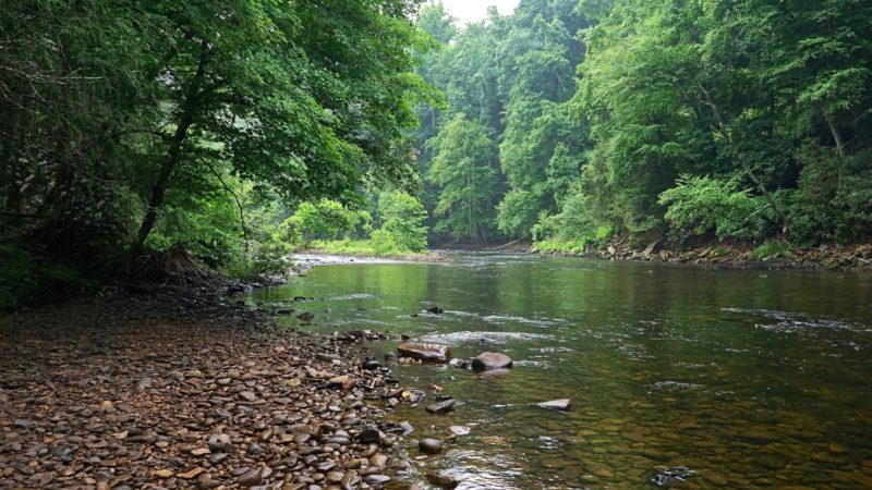 West Virginia's Top Pet Friendly Attraction: The Monongahela National Forest | GoPetFriendly.com