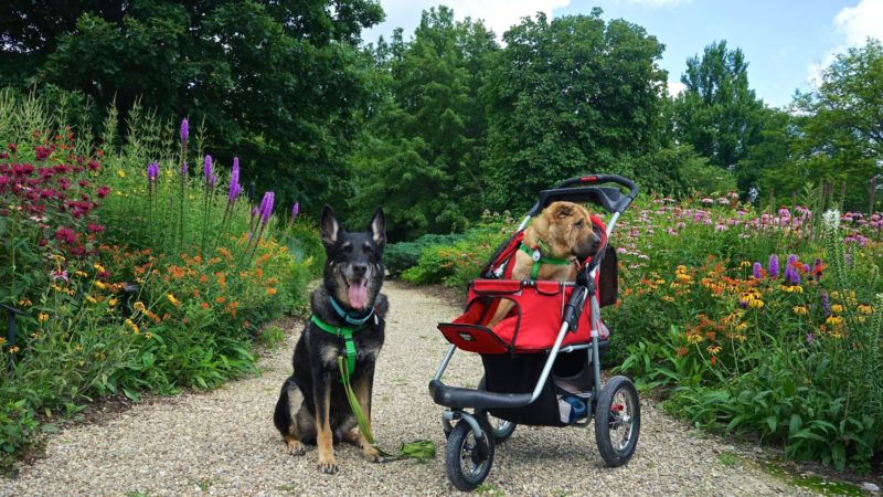 Ohio's Top Pet Friendly Attraction: Holden Arboretum | GoPetFriendly.com