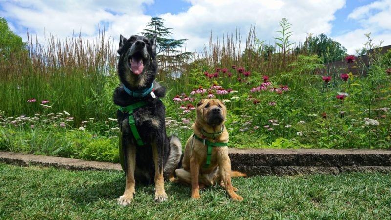 Ohio's Top Pet Friendly Attraction: Holden Arboretum | GoPetFriendly.com