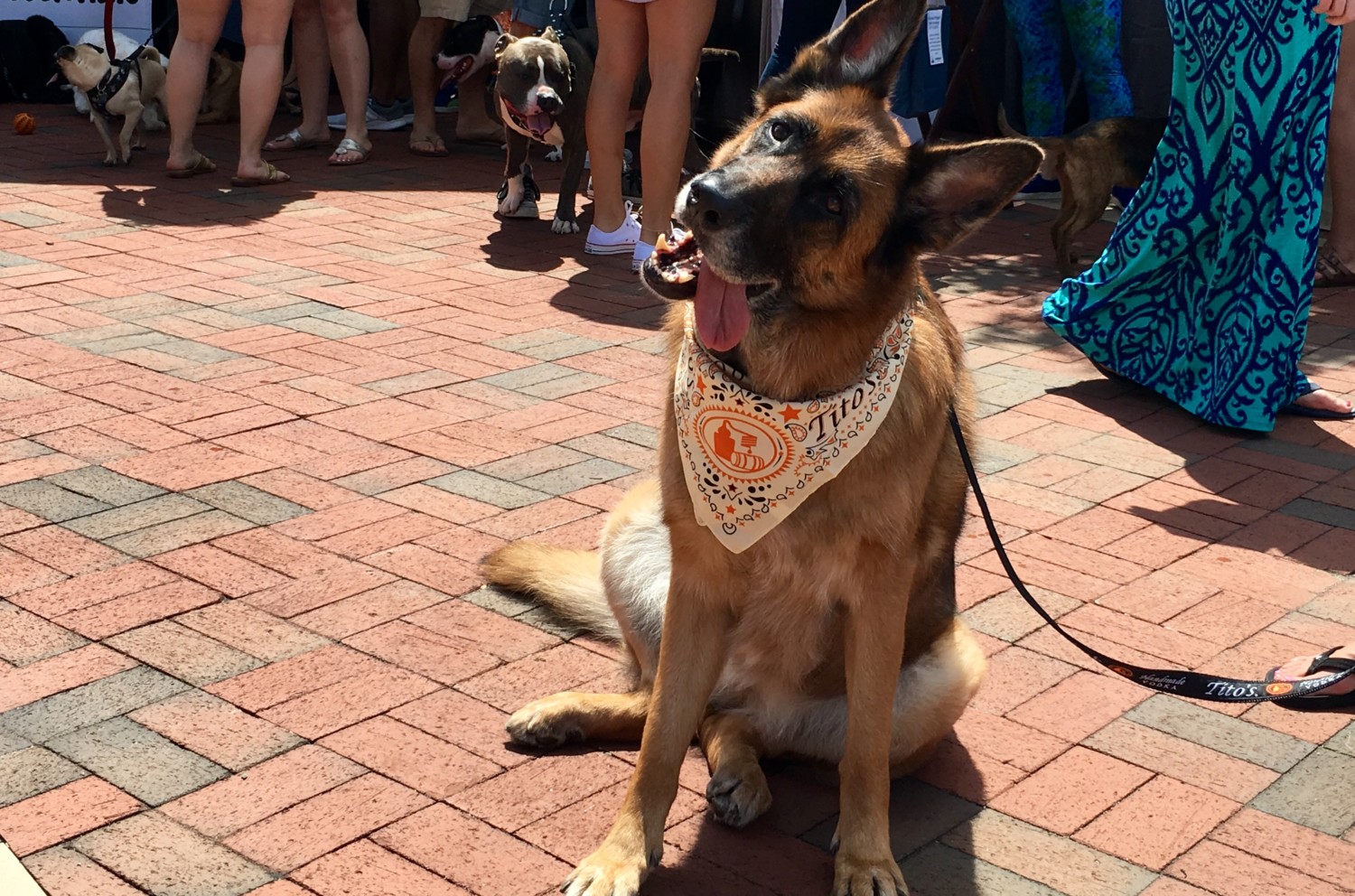 Massachusetts' Top Pet Friendly Attraction: Boston's Freedom Trail | GoPetFriendly.com