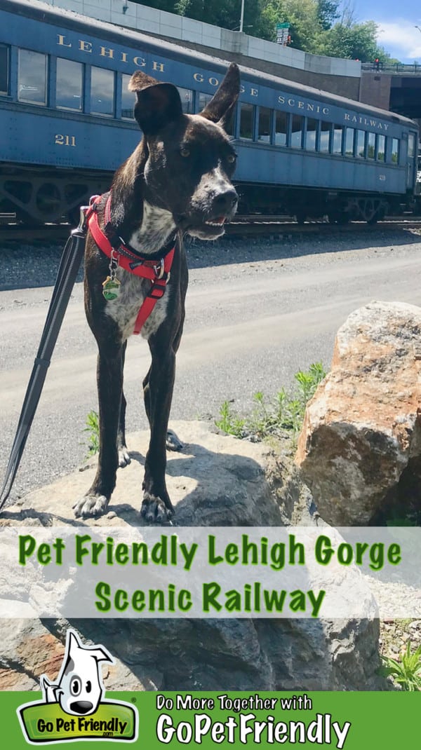 Brindle dog in front of a car from the pet friendly Lehigh Gorge Scenic Railway in Jim Thorpe, PA