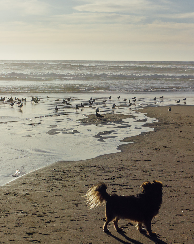 California's Dog Friendly Beaches - From the Redwoods to Santa Barbara | GoPetFriendly.com