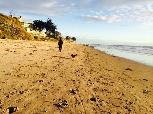 California's Dog Friendly Beaches - From the Redwoods to Santa Barbara | GoPetFriendly.com