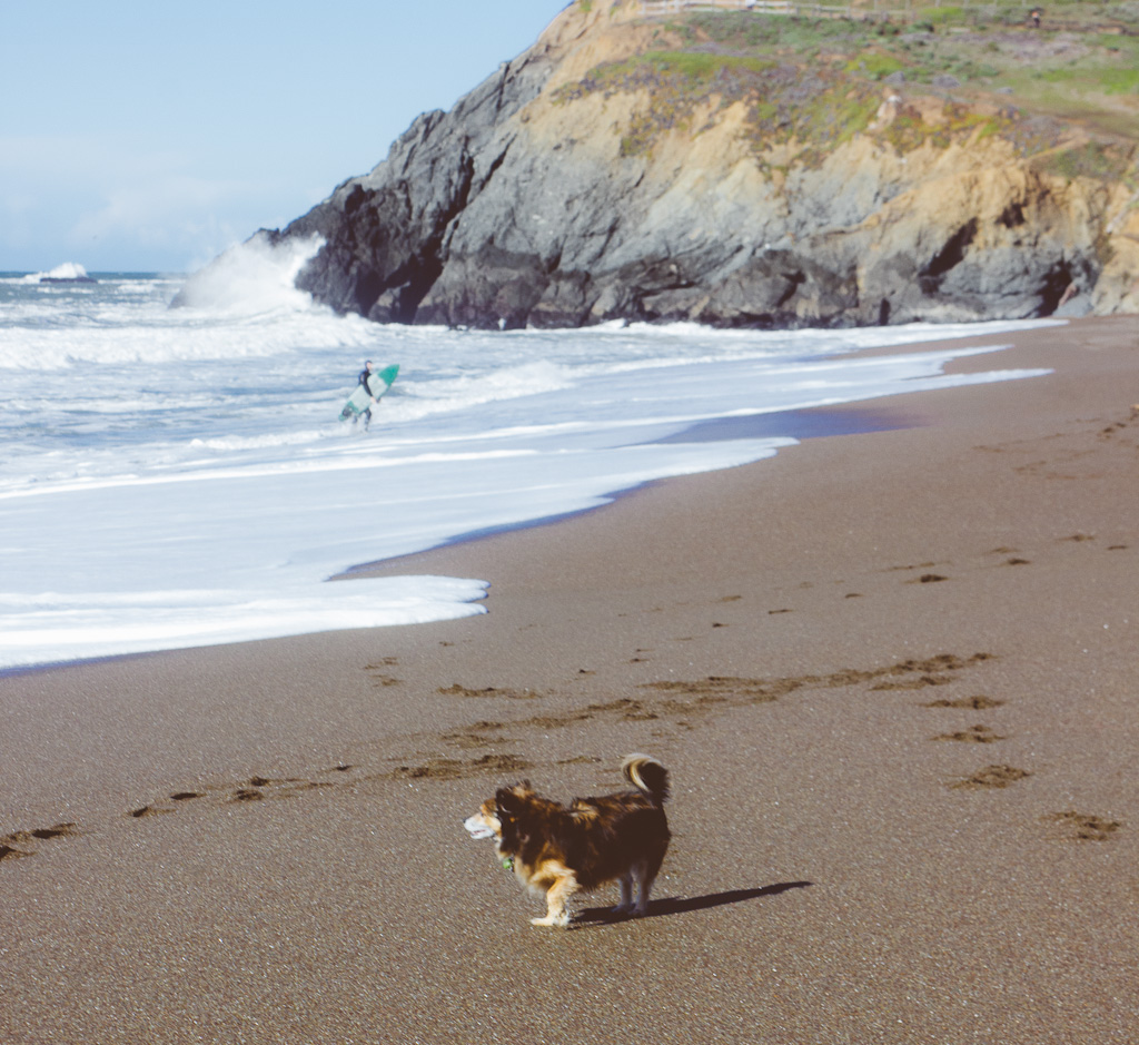 California's Dog Friendly Beaches - From Redwoods to Santa Barbara |  GoPetFriendly.com