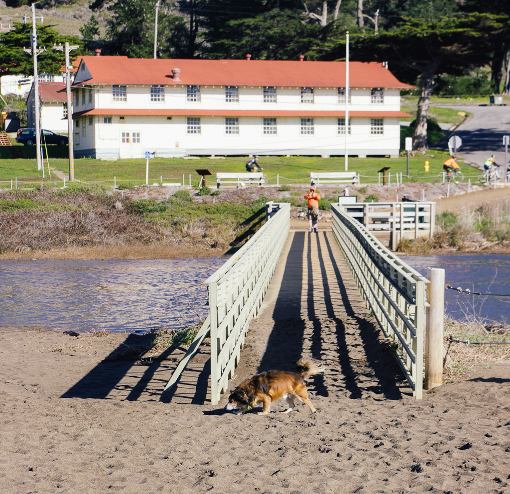 California's Dog Friendly Beaches - From the Redwoods to Santa Barbara | GoPetFriendly.com