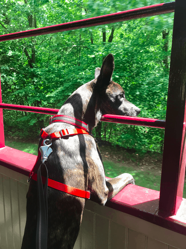 Pet Friendly Lehigh Gorge Scenic Railway in Pennsylvania