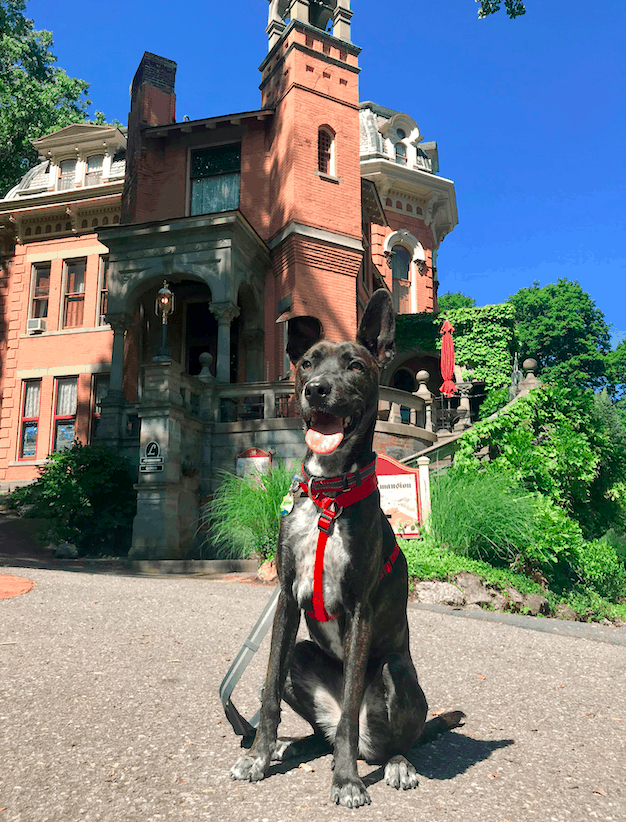 Brindle dog in a red harness in front of a historic home in Jim Thorpe, PA