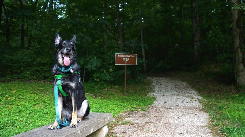 Kentucky's Top Pet Friendly Attraction: Abraham Lincoln Birthplace | GoPetFriendly.com