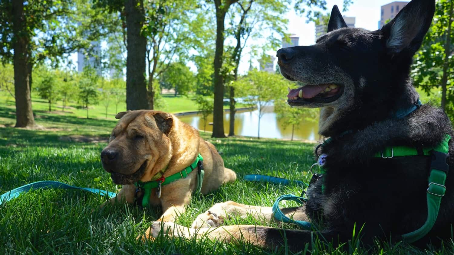 Missouri's Top Pet Friendly Attraction: Gateway Arch Park | GoPetFriendly.com