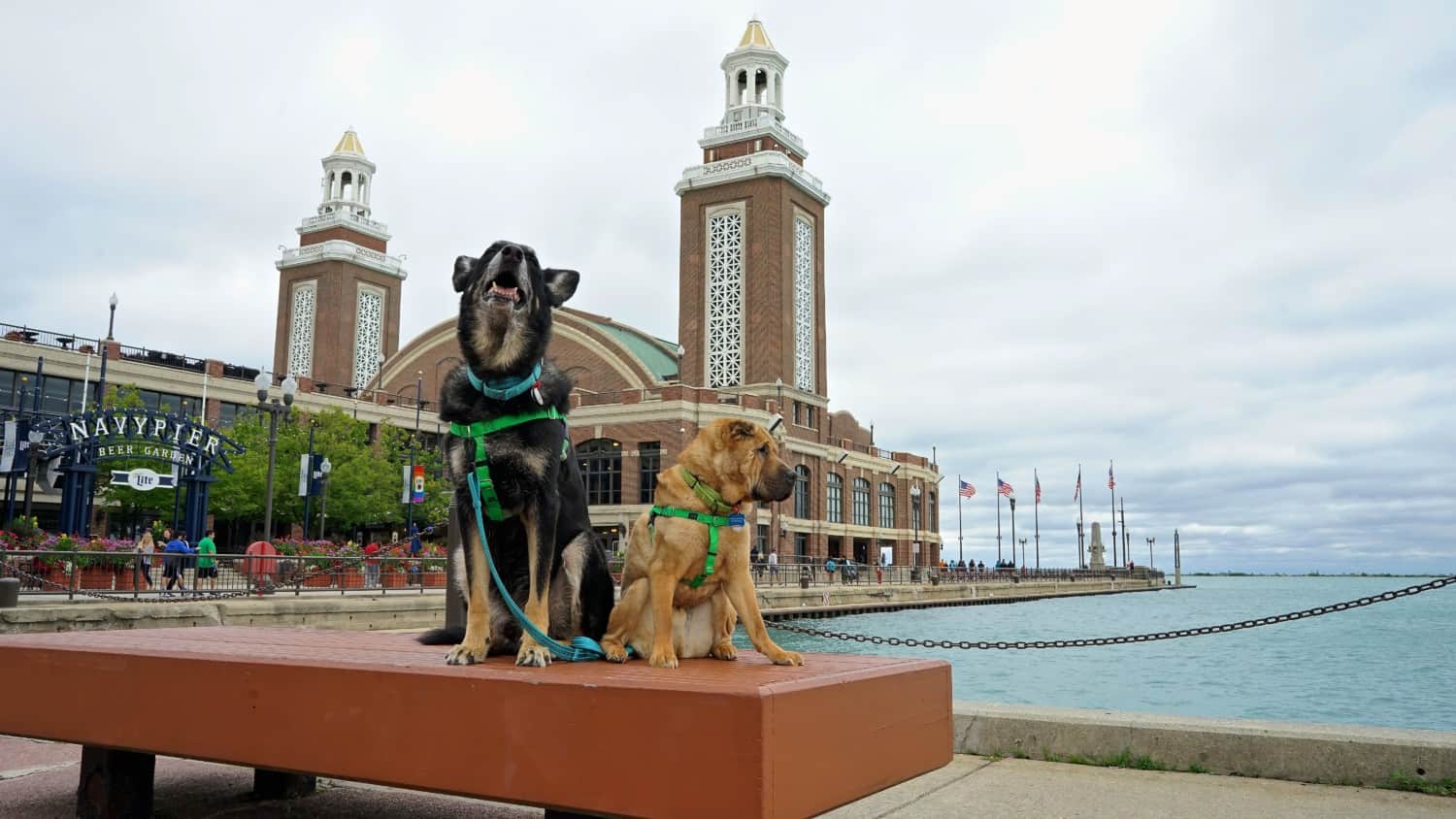 Illinois' Top Pet Friendly Attraction: Chicago Lakefront Trail and Navy Pier | GoPetFriendly.com