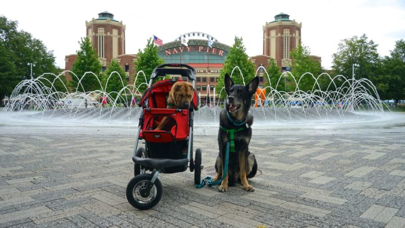 Illinois' Top Pet Friendly Attraction: Chicago Lakefront Trail and Navy Pier | GoPetFriendly.com