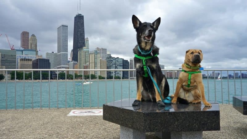 Illinois' Top Pet Friendly Attraction: Chicago Lakefront Trail and Navy Pier | GoPetFriendly.com