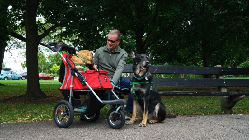 Illinois' Top Pet Friendly Attraction: Chicago Lakefront Trail and Navy Pier | GoPetFriendly.com