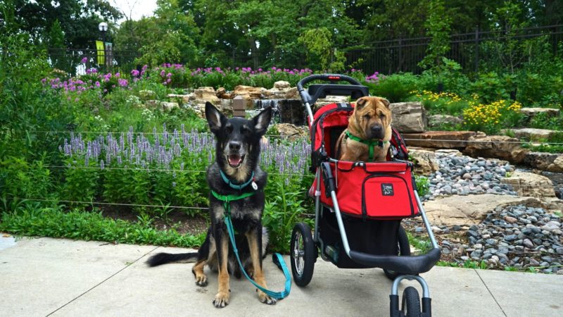 Illinois' Top Pet Friendly Attraction: Chicago Lakefront Trail and Navy Pier | GoPetFriendly.com