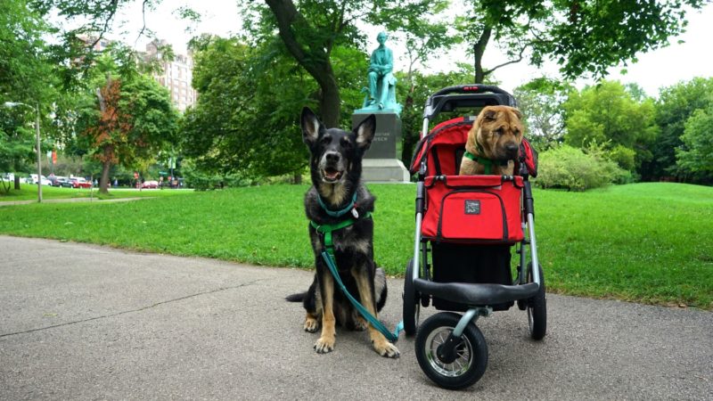 Illinois' Top Pet Friendly Attraction: Chicago Lakefront Trail and Navy Pier | GoPetFriendly.com