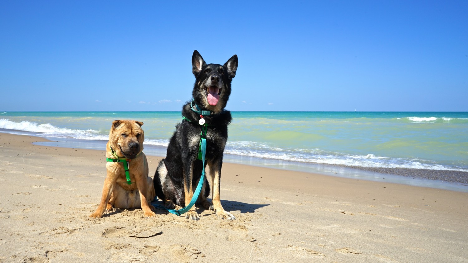 Shar-pei and German Shepherd dog on the beach at Indiana Dunes National Park