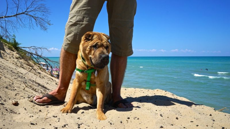 are dogs allowed at indiana dunes