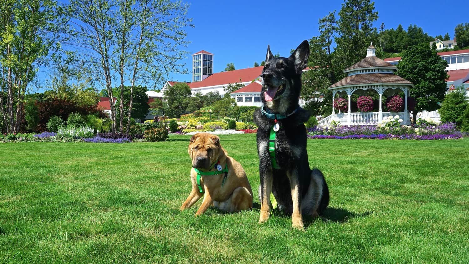 Michigan's Top Pet Friendly Attraction: Mackinac Island | GoPetFriendly.com