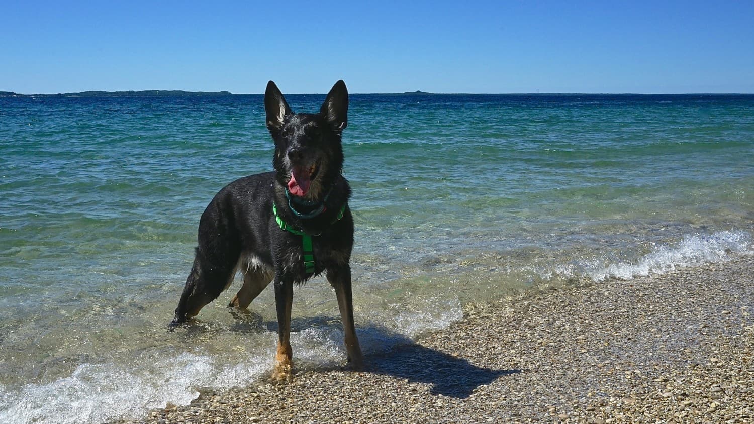 Black German Shepherd Dog swimming on the beach in Mackinac Island, Michigan