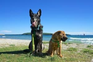 Michigan's Top Pet Friendly Attraction: Mackinac Island | GoPetFriendly.com