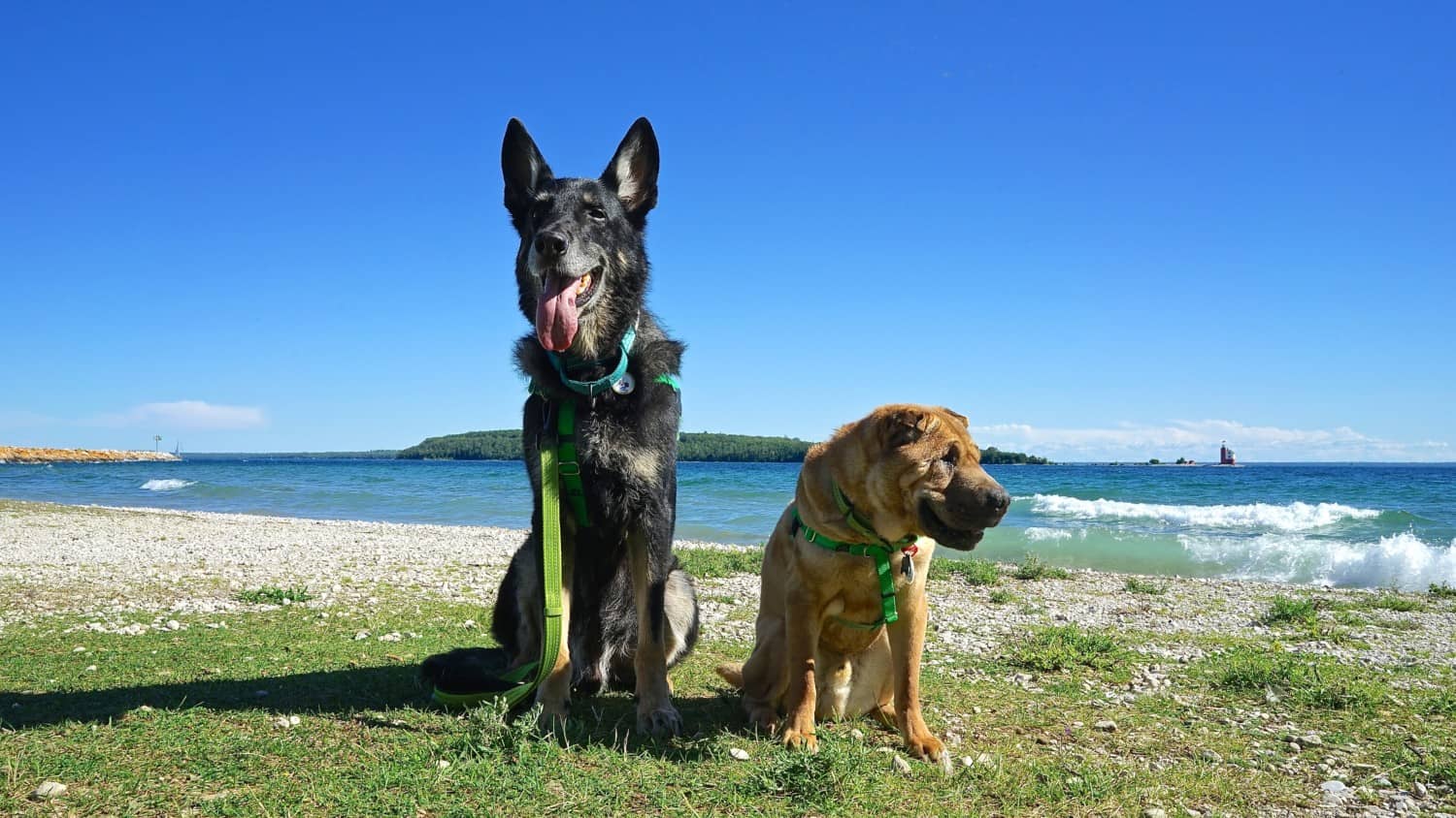 Visiting Michigan’s Mackinac Island With Dogs