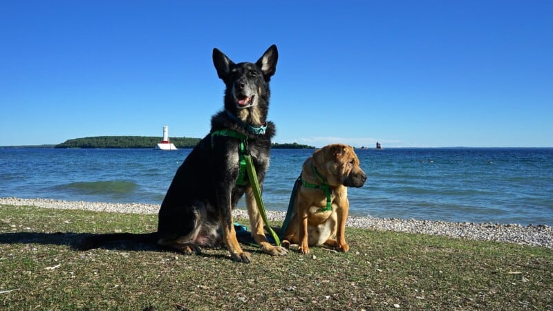 Two dogs on the beach on Mackinac Island, Michigan with a lighthouse in the background