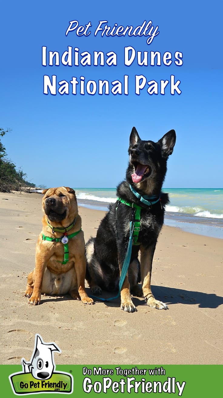 Shar-pei and German Shepherd Dog on a pet friendly beach at Indiana Dunes National Park, Indiana