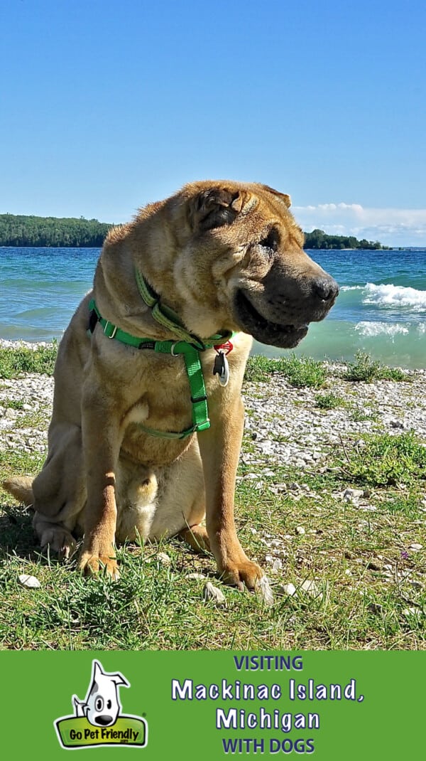 Tan Shar-pei dog on the dog friendly beach on Mackinac Island, MI