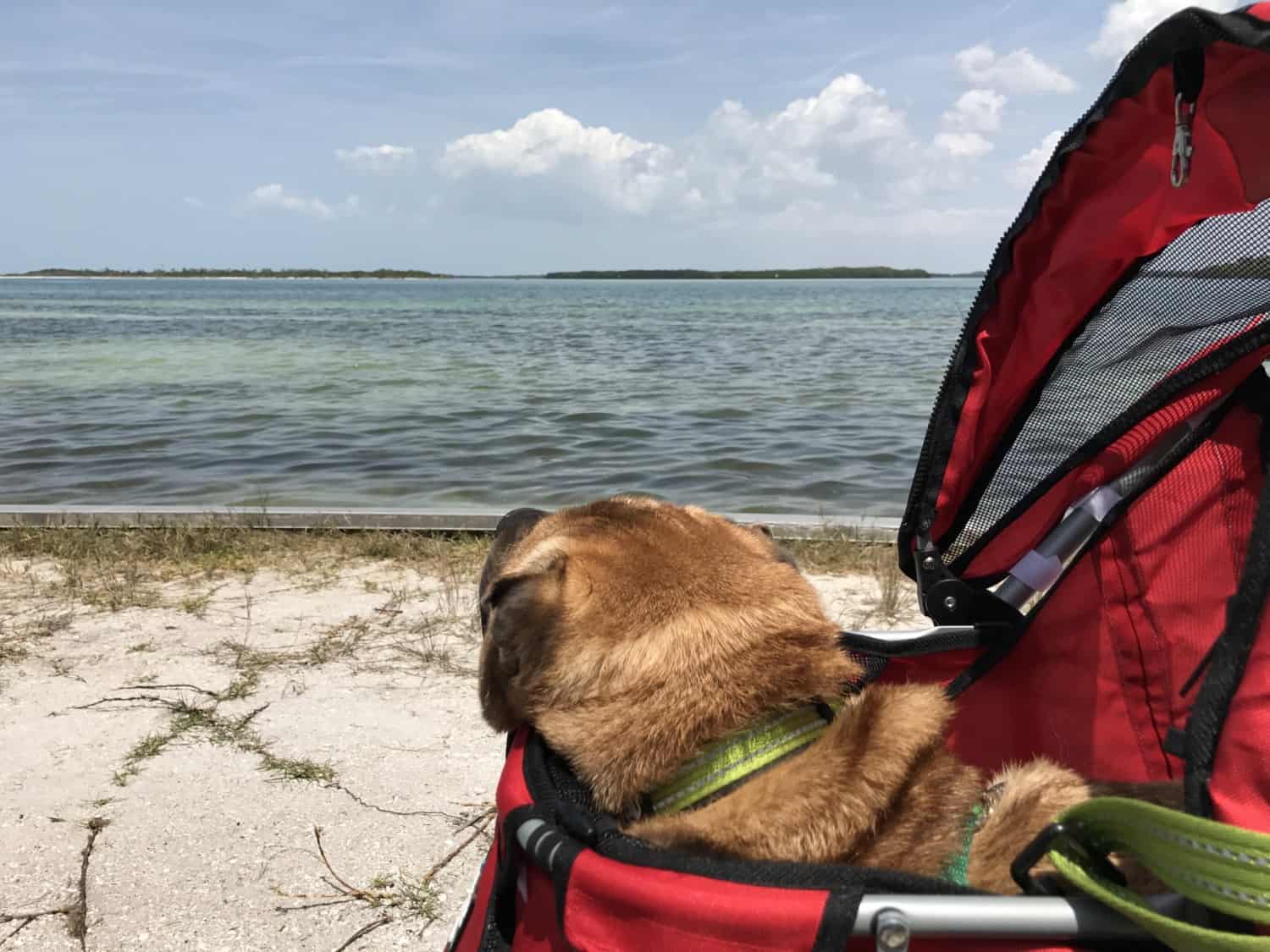 That's How We Roll: Ty's Stroller | GoPetFriendly.com