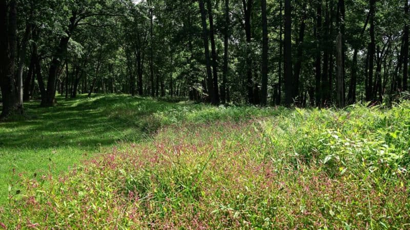 Iowa's Top Pet Friendly Attraction: Effigy Mounds National Monument | GoPetFriendly.com