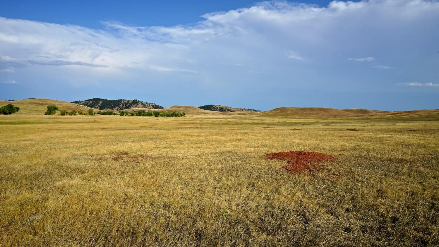 South Dakota's Top Pet Friendly Attraction: Custer State Park | GoPetFriendly.com