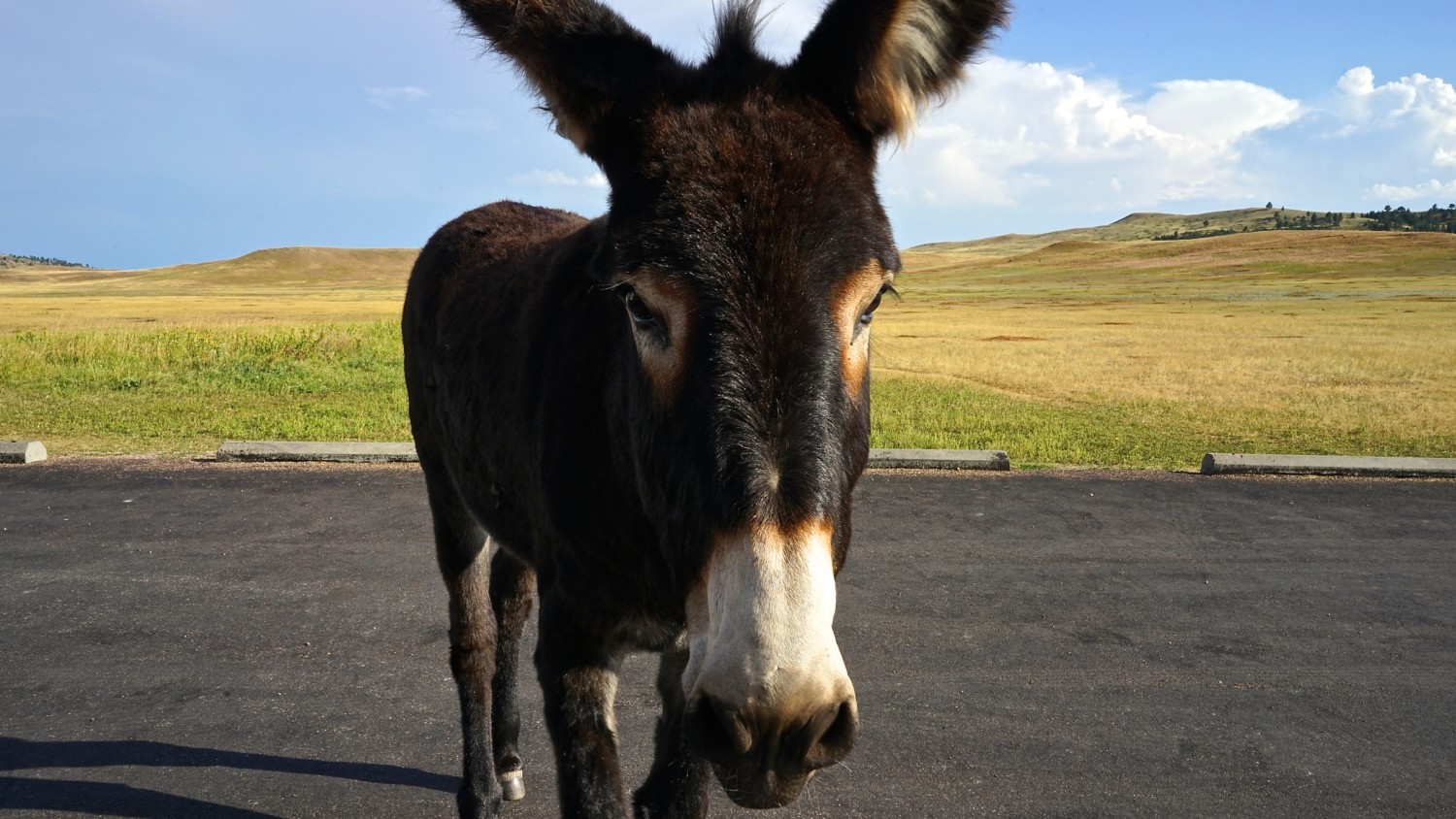 South Dakota's Top Pet Friendly Attraction: Custer State Park | GoPetFriendly.com